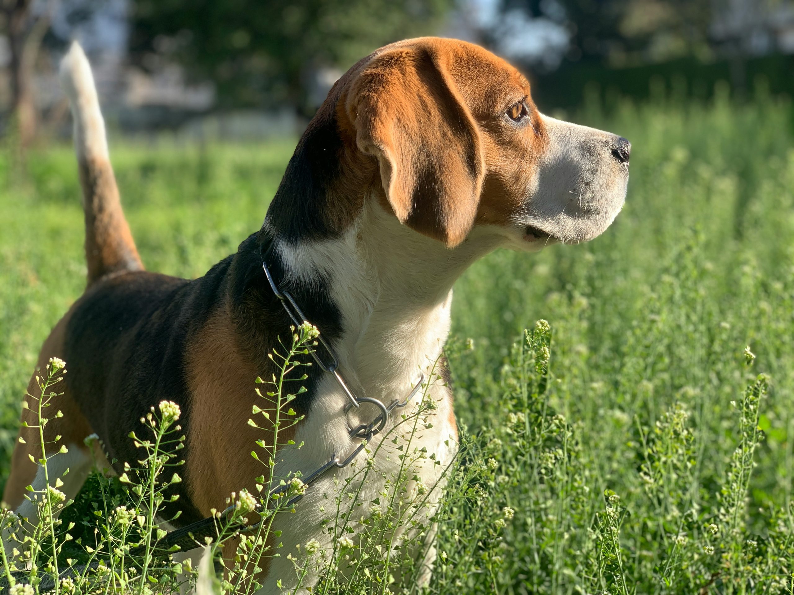 How Long Do Beagles Live