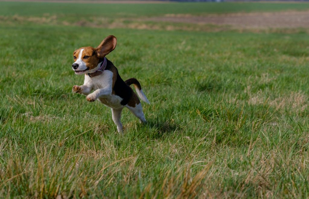 How Long Do Beagles Live